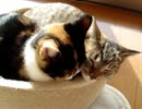 家猫日和　陽だまり２
