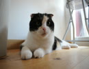 福岡の猫カフェ「猫カフェ　Ｃｌａssic」　１／３