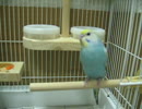 うちのインコ