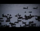マガンの飛び立ち（元旦）
