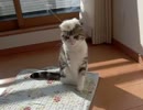 ふくたん（応答なし）