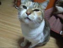 あけましておめでとうございます！