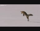 【キツネ】Amazing Fox Snow Dive - Yellowstone - BBC Two【雪原ダイブ】