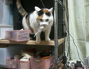 おもちゃとねこ。