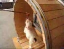 犬、大回転！！