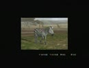 【＜動物愛＞実況】　愛の中心　AFRIKA　part4