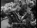 【オリジナル】バタフライ【デモ】