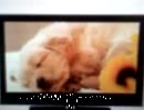 秋葉原ジャンク情報 Dynaconnective 32型 TV 22800円 残り10台