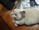 トンキニーズの子猫