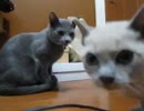 新人いじめ