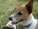 愛犬の成長記録
