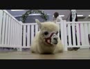 【癒し】　アルパカと見つめ合う動画　【モシャモシャ】