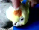 きまぐれなテル