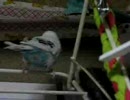白い子同士