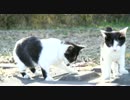 【野良猫】河原に住んでいる野良猫を撮影してみた　その3