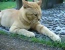 近所のよく噛むオッサン猫