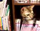 本棚が好き