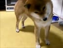 ヤマト（柴犬）を遠吠えさせようとして失敗した動画