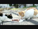 【野良猫】河原に住んでいる野良猫を撮影してみた　その5