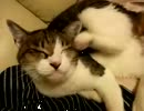うちのねこ