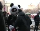 パンダを殴る動画