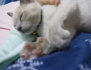 にくきゅうモミフミ