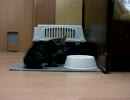 小猫を拾ってみたりするの続き
