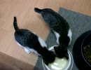 小猫離乳中ヽ(´ー`)ノ
