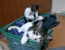 小猫喧嘩中