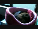 ねこみを襲う動画　