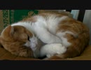 ねこみを襲う動画　次