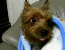 ハイテンション犬