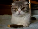 またたびとフェイフェイ（猫）