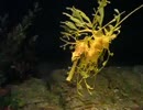 Sea Horse