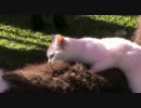 真っ白な子猫がリャマでモフモフモフ