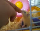 ハムスター