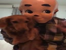 【キューピー】ハッピーシンセサイザ【踊ってみた】