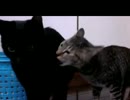 にゃんず動画