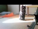 にゃんず動画2