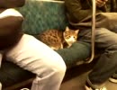 山手線にネコがいた