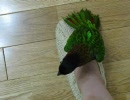 いんこな生活19【上りたいけど上れない】