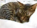 うとうとする猫