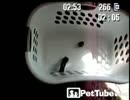 カゴの穴でひとり遊びする猫