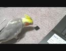 さらにさらに続・デジタルハイビジョンインコ【テスト動画】