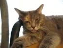 白目で寝て体ピクピクする猫