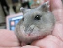フィー子さん＊その１