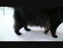 しゃべるねこ、しおちゃんの「おきゃん、もんぺぇ」