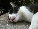 猫の揉み方研究2