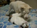 犬と猫のプロレス。　まったり編。