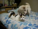 やつあたり。